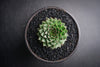 Sempervivum tectorum boutignyanum (w/pup)