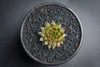 Sempervivum 'Bronze Pastel' (P/C)