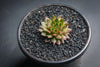 Sempervivum 'Bronze Pastel' (P/C)