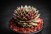 Sempervivum 'Red Wings'