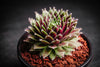 Sempervivum 'Red Wings'