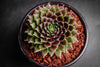 Sempervivum 'Red Wings'