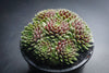Sempervivum 'Hairy Ball'