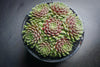 Sempervivum 'Hairy Ball'