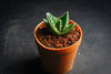Aloe variegata 'Gator' (XS)