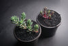 Sedum sediforme