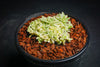 Sedum lineare f. variegatum (C27)