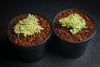 Sedum lineare f. variegatum (C27)