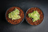 Sedum lineare f. variegatum (C27)