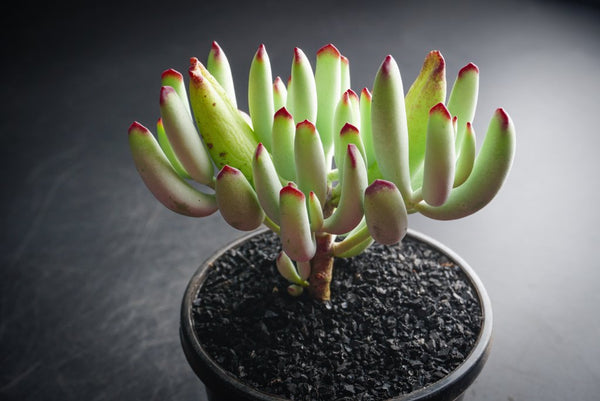 Cotyledon orbiculata var. oophylla minima