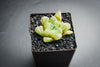 Haworthia cooperi var. truncata (XS)(C35)