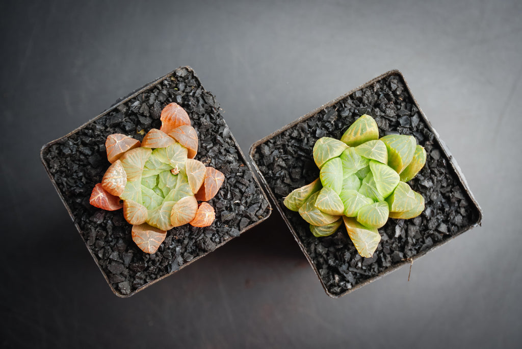 Haworthia cooperi var. truncata (XS)(C35)