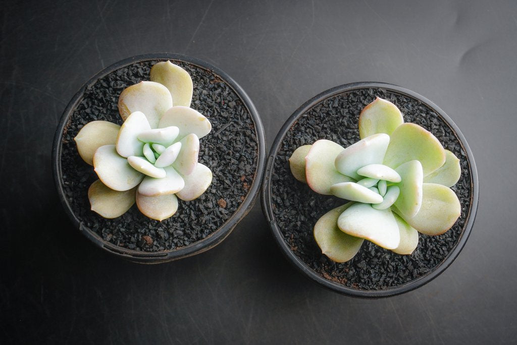 Echeveria 'Exotic' – LET LOVE GROW (Succulent & Cactus)