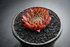 Sempervivum 'Bronze Pastel' (P/C)