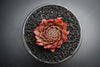Sempervivum 'Bronze Pastel' (P/C)
