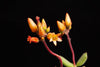 Cotyledon tomentosa subsp. ladismithiensis