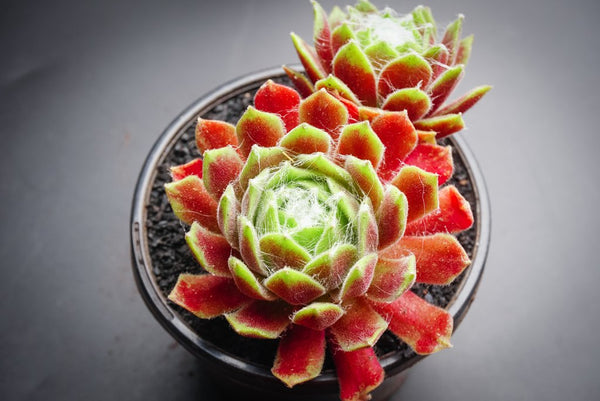 Sempervivum 'Kramer's Spinrad'