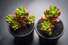 Sedum lucidum 'obesum' (w/pup)(E26)