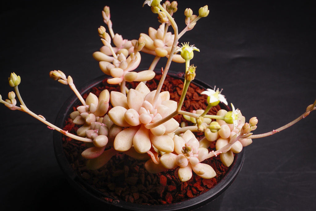 Graptopetalum mendozae (w/pup)(C28)
