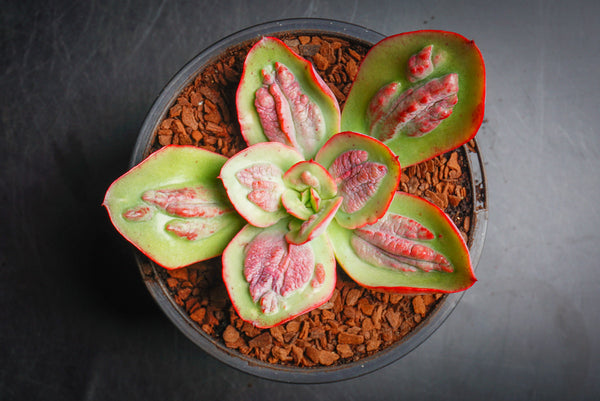 Echeveria' Baron Bold'