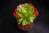 [20 CUTTINGS PACK] x Aeonium 'Blushing Beauty'