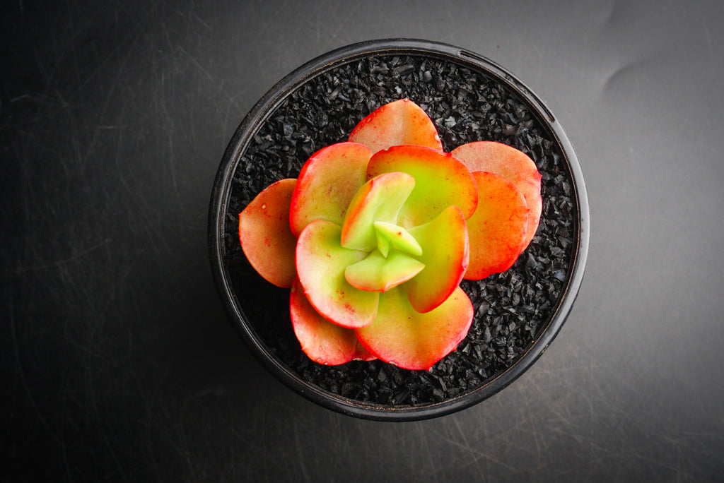 Echeveria Multicalulis ' Ginmei Tennyo' (1 x CUTTING)