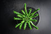 Euphorbia flanaganii (Medusa's Head)(SH)