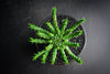 Euphorbia flanaganii (Medusa's Head) (SIZE S)