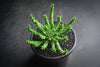 Euphorbia flanaganii (Medusa's Head) (SIZE S)