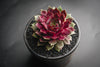 Sempervivum 'Thunder' (XS)