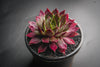 Sempervivum 'Thunder' (XS)