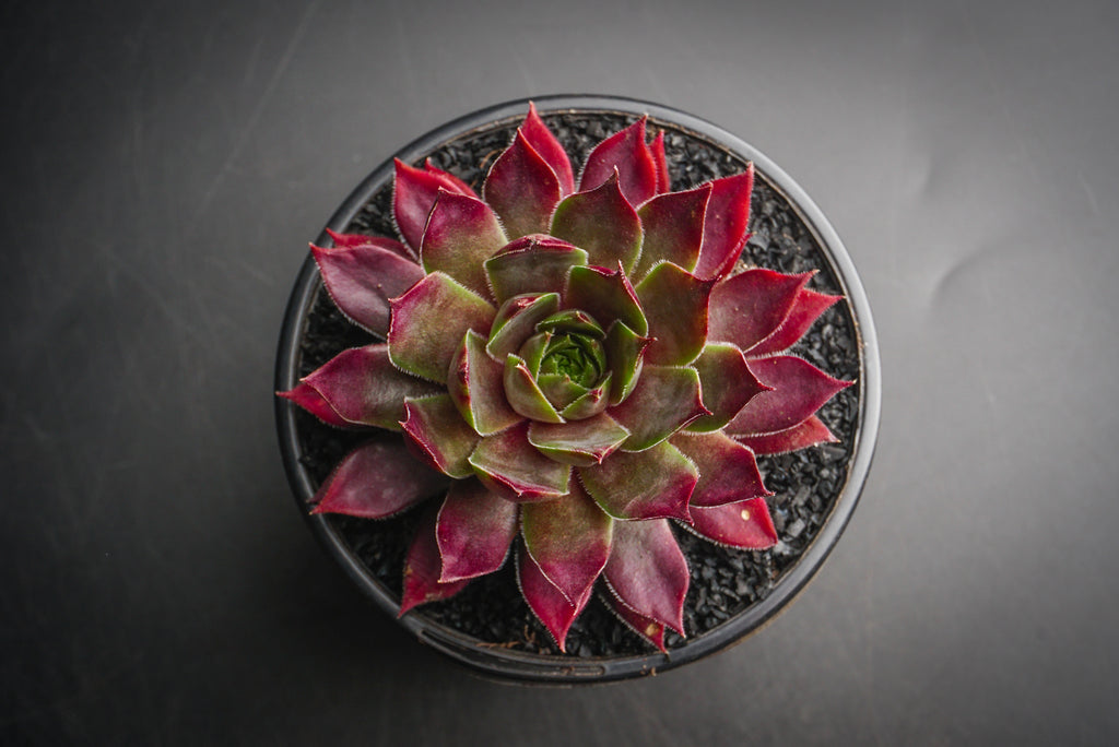 Sempervivum 'Thunder' (XS)