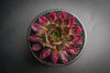 Sempervivum 'Thunder' (XS)