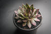 Sempervivum 'Thunder' (XS)