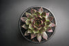 Sempervivum 'Thunder' (XS)