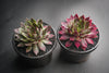Sempervivum 'Thunder' (XS)
