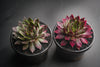 Sempervivum 'Thunder' (XS)