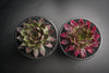 Sempervivum 'Thunder' (XS)