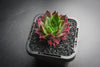 Sempervivum 'Thunder' (XS)