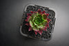 Sempervivum 'Thunder' (XS)