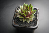 Sempervivum 'Thunder' (XS)