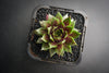 Sempervivum 'Thunder' (XS)