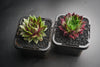 Sempervivum 'Thunder' (XS)