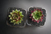 Sempervivum 'Thunder' (XS)