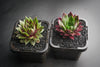 Sempervivum 'Thunder' (XS)