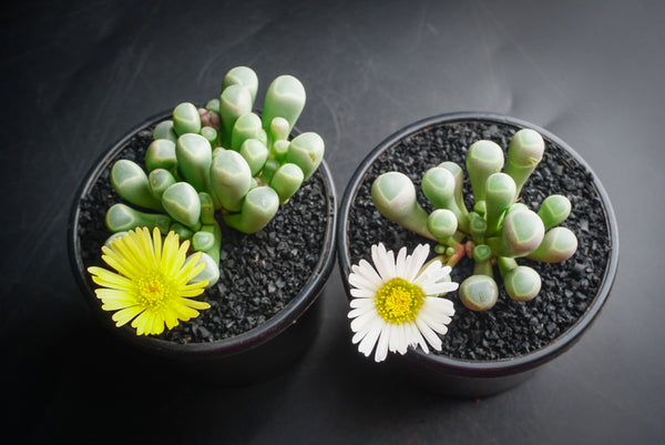 Fenestraria aurantiaca 'Babie's Toes' (has marks)