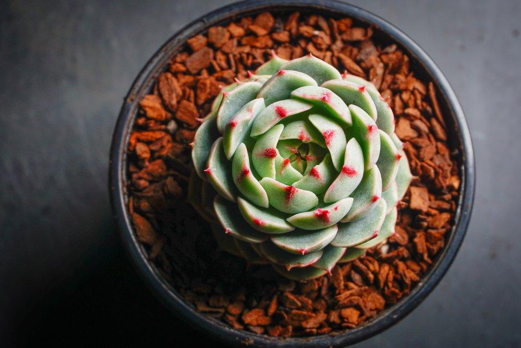 ben badis succulent Echeveria 'Ben Badis' – LET LOVE GROW (Succulent & Cactus)