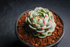 PACK OF 20 CUTTINGS] x Echeveria 'Ben Badis'