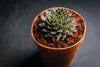 Sempervivum 'Bronze Pastel' (P/C)
