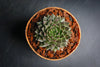 Sempervivum 'Bronze Pastel' (P/C)